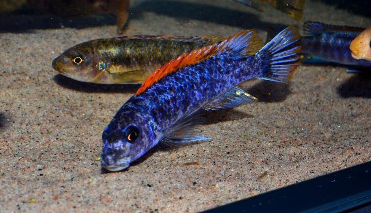 Labeotropheus trewavasae 'Mitande Reef (Rocks)'